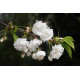 Makeakirsikkapuu ’Plena’ (Prunus avium ’Plena’)